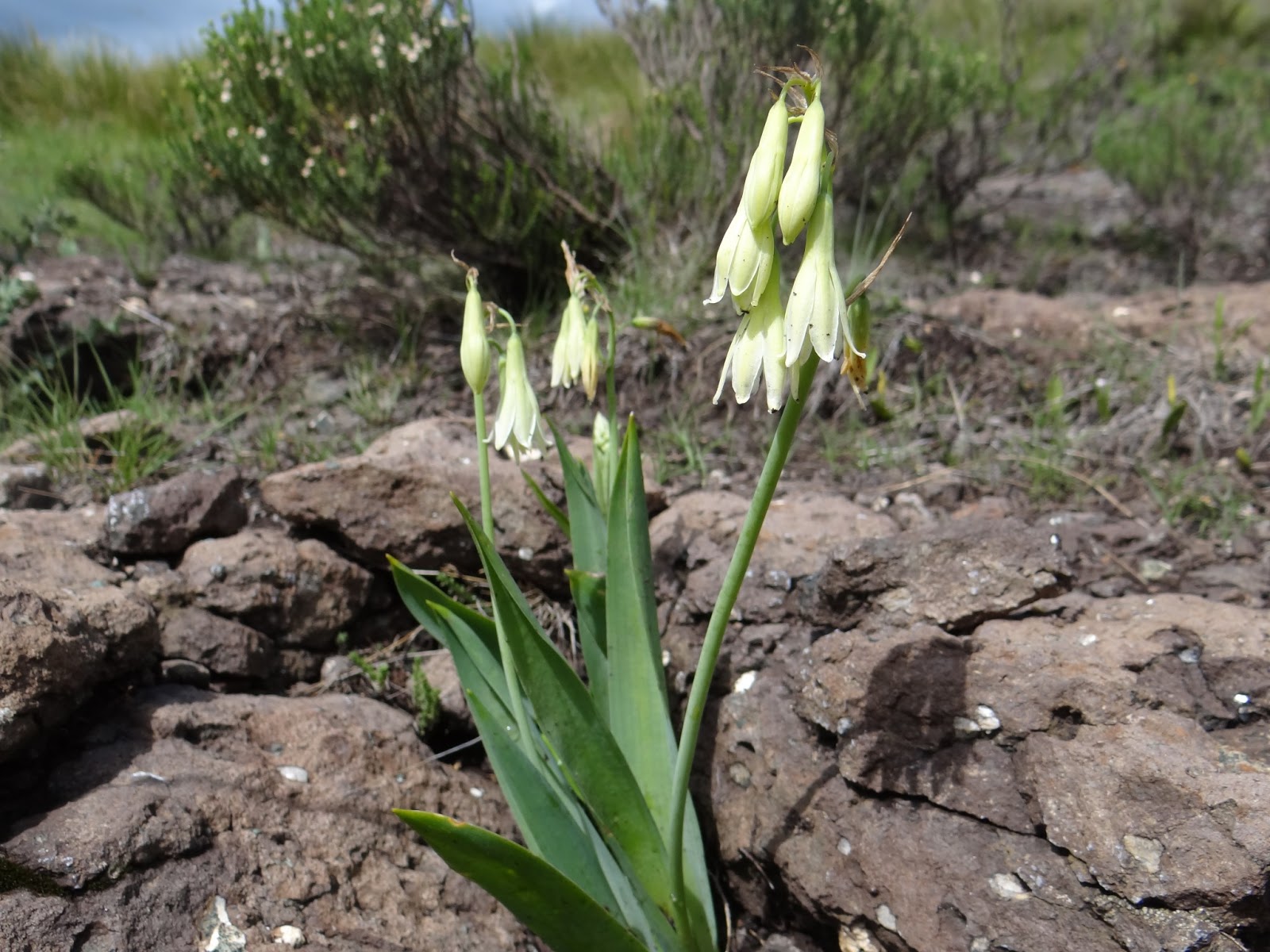 Caerulean Skies Summer Flowering South African Bulbs