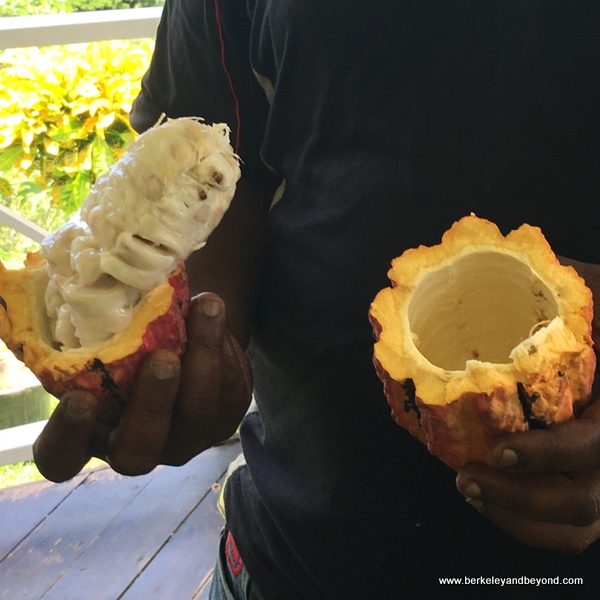 open cocoa pod at Tobago Cocoa Estate in Rosborough, Tobago open cocoa pod at Tobago Cocoa Estate in Rosborough, Tobago