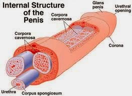 penis jumbo