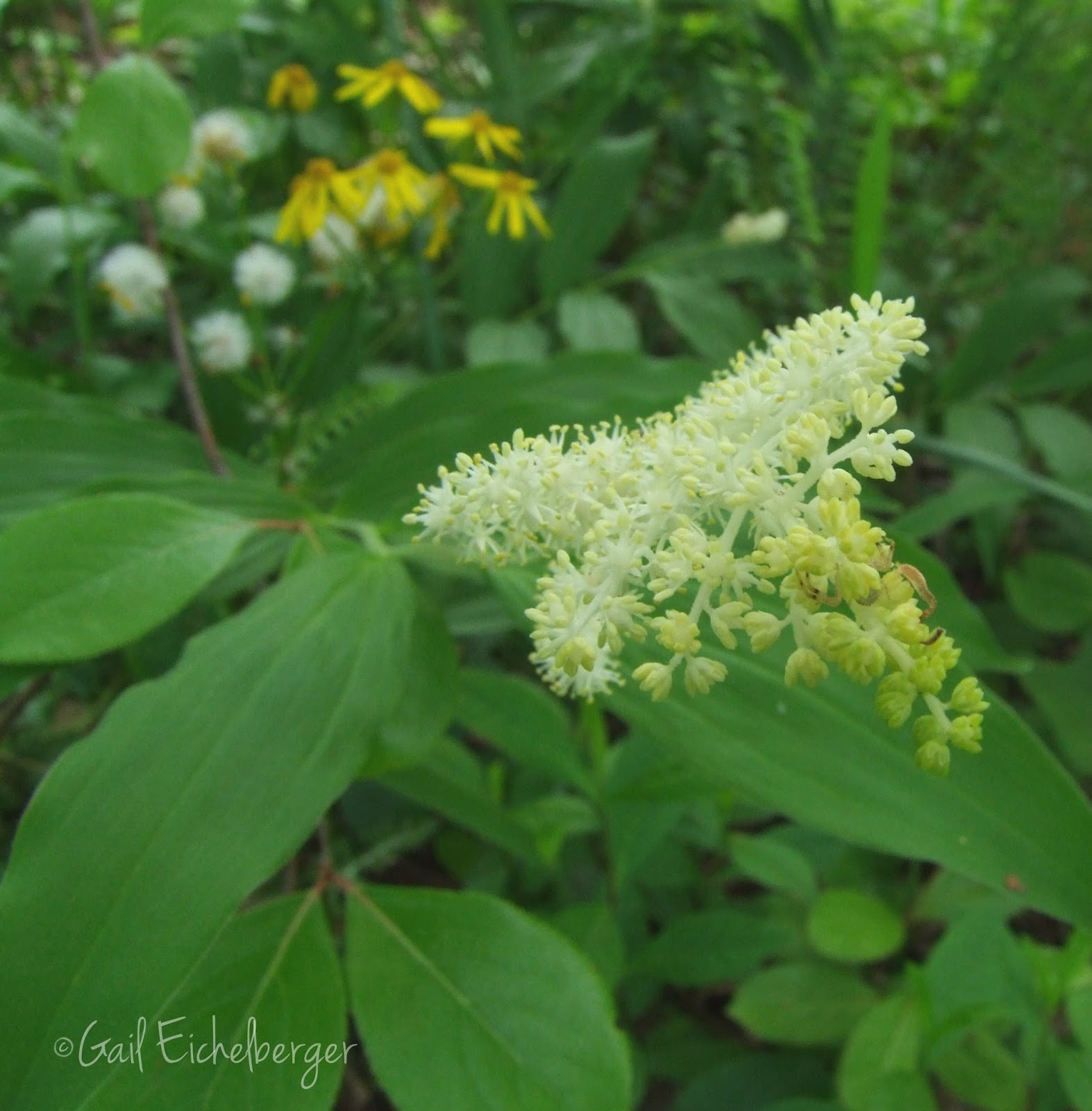 Nixpages Buddleja
