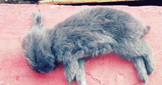 Penyebab Kelinci Mati Dan Cara Mencegah Agar Tidak Mati Hobinatang