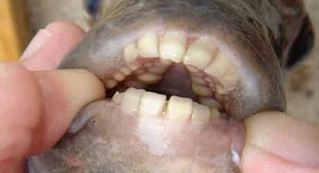 The Pacu Fish Binatang Aneh Didunia