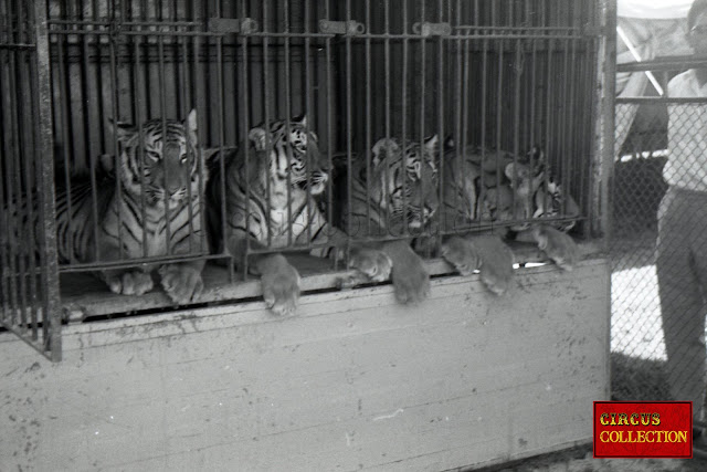 les tigres dans leur cage Cirque Franz Althoff 1967