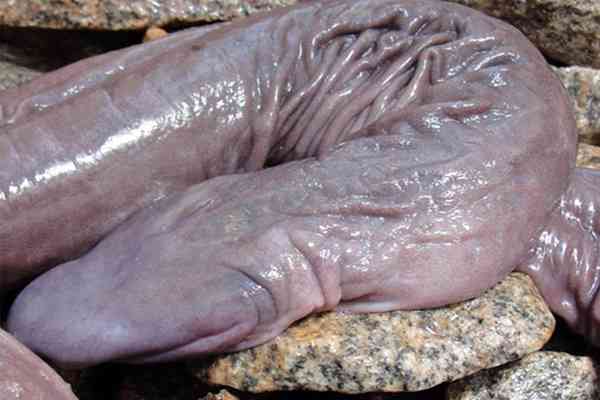 Atretochoana eiselti Atretochoana eiselti