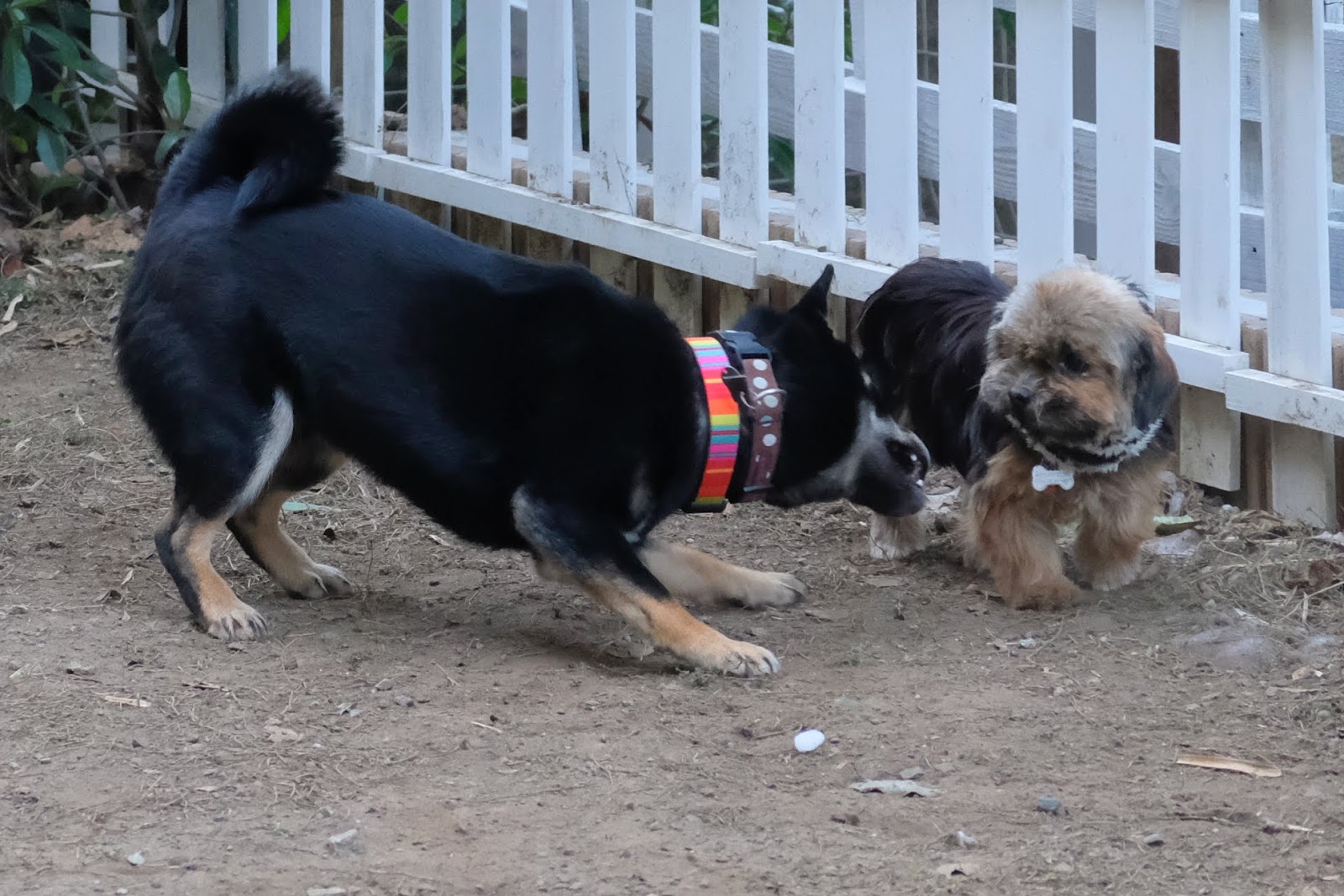 Pet Hotel 11 お庭番のブログ ワンちゃんのすごい能力