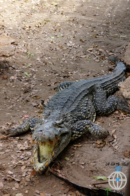 krokodyl kubański