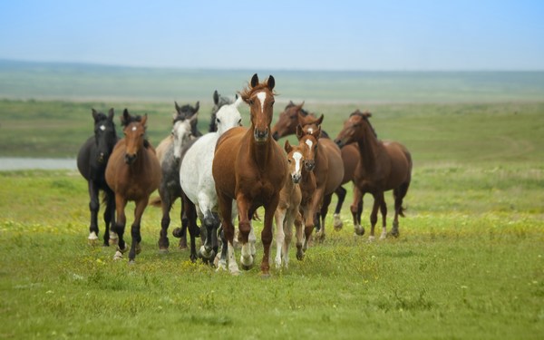 Download Free Horses Running in Field HD Pics