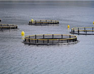 العلوم الزراعية Agriculture