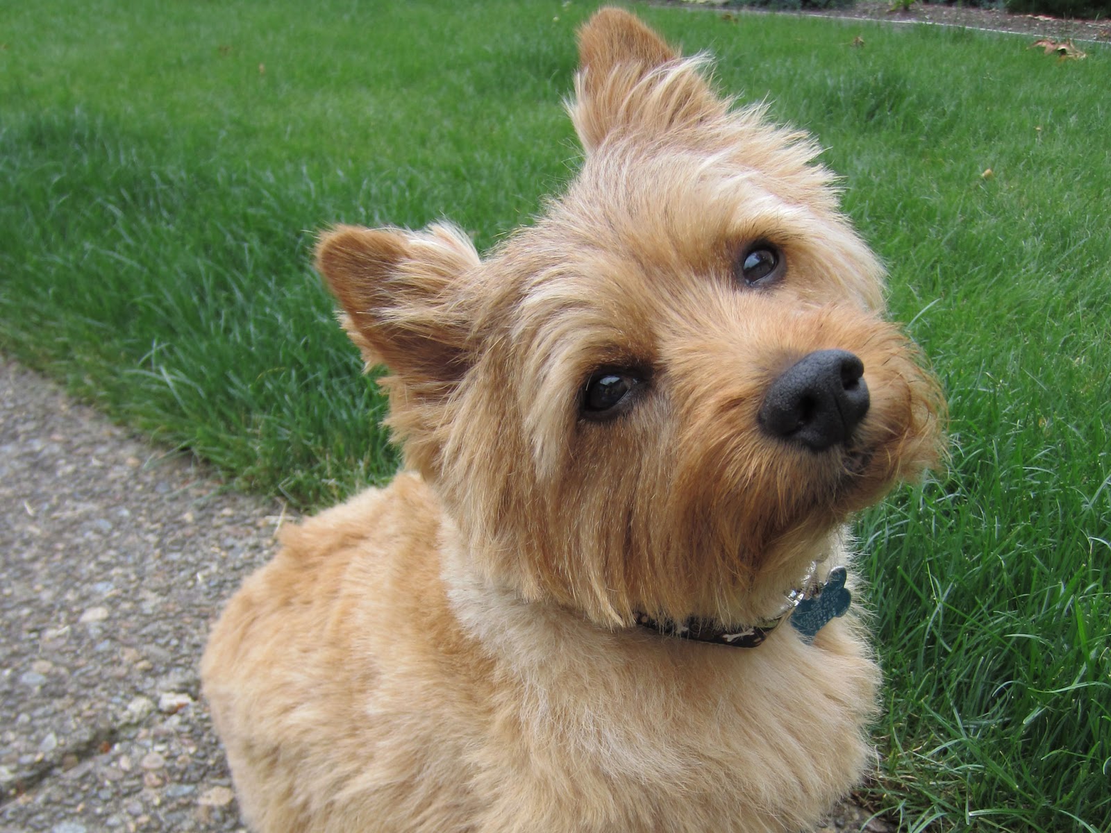 Everything about your Norwich Terrier Luv My Dogs