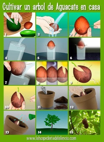 Cómo plantar un aguacate en 5 sencillos pasos