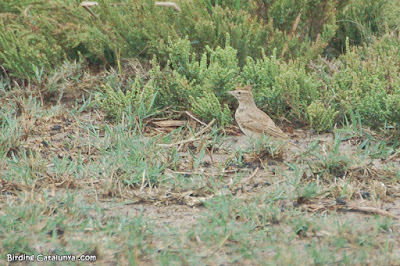 Cogullada vulgar