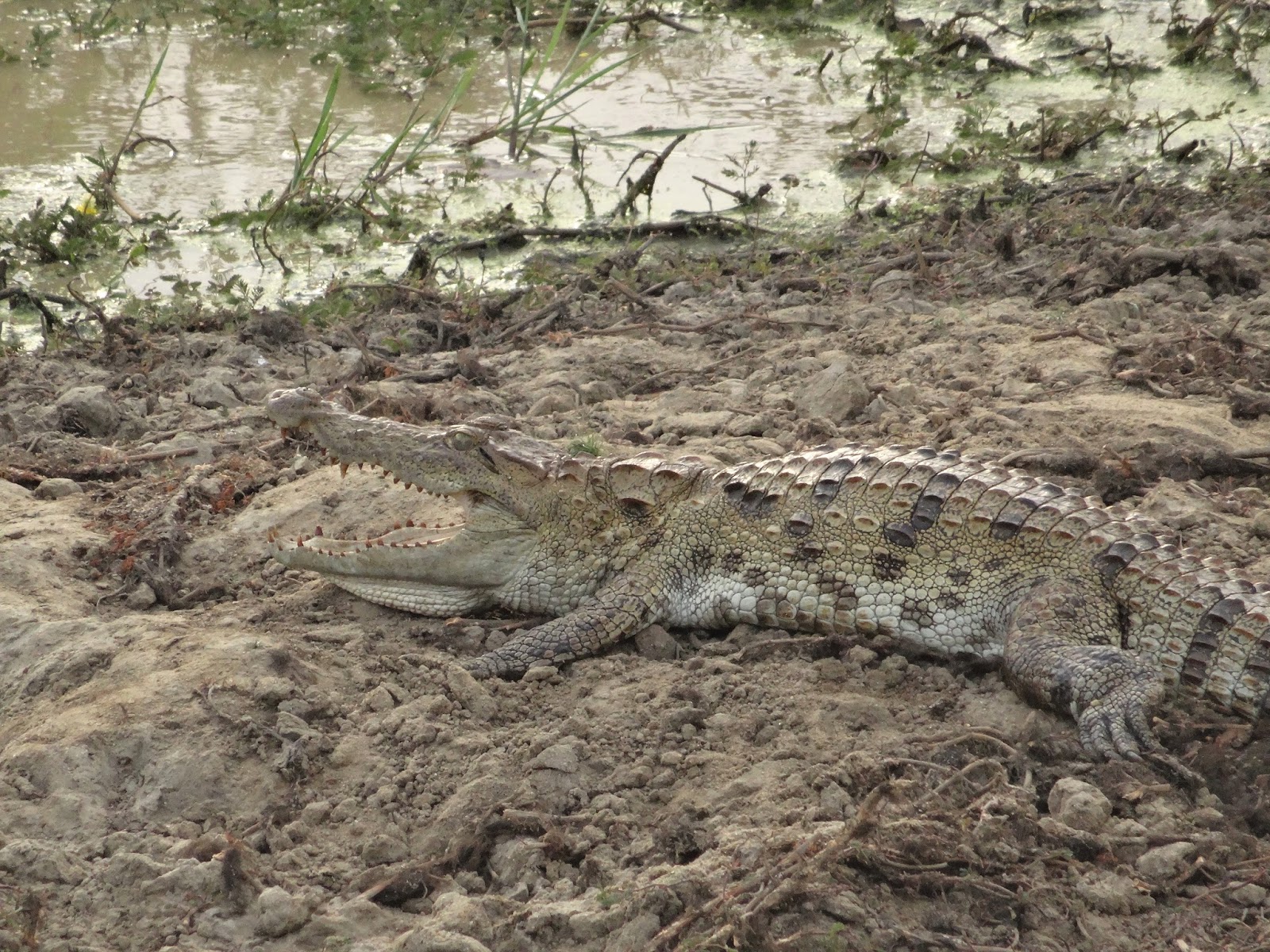 Een maand in sri lanka