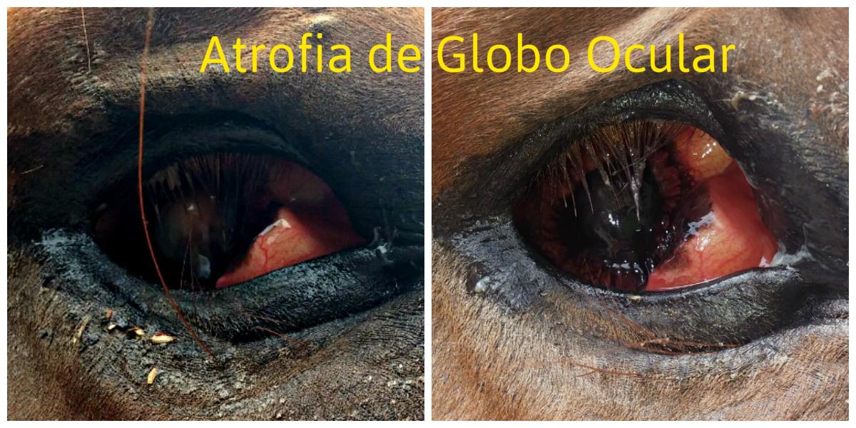 Sabino A. Arias, Médico Veterinario dedicado a Caballos. El OJO Y LA