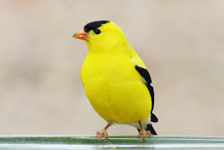 American Goldfinch