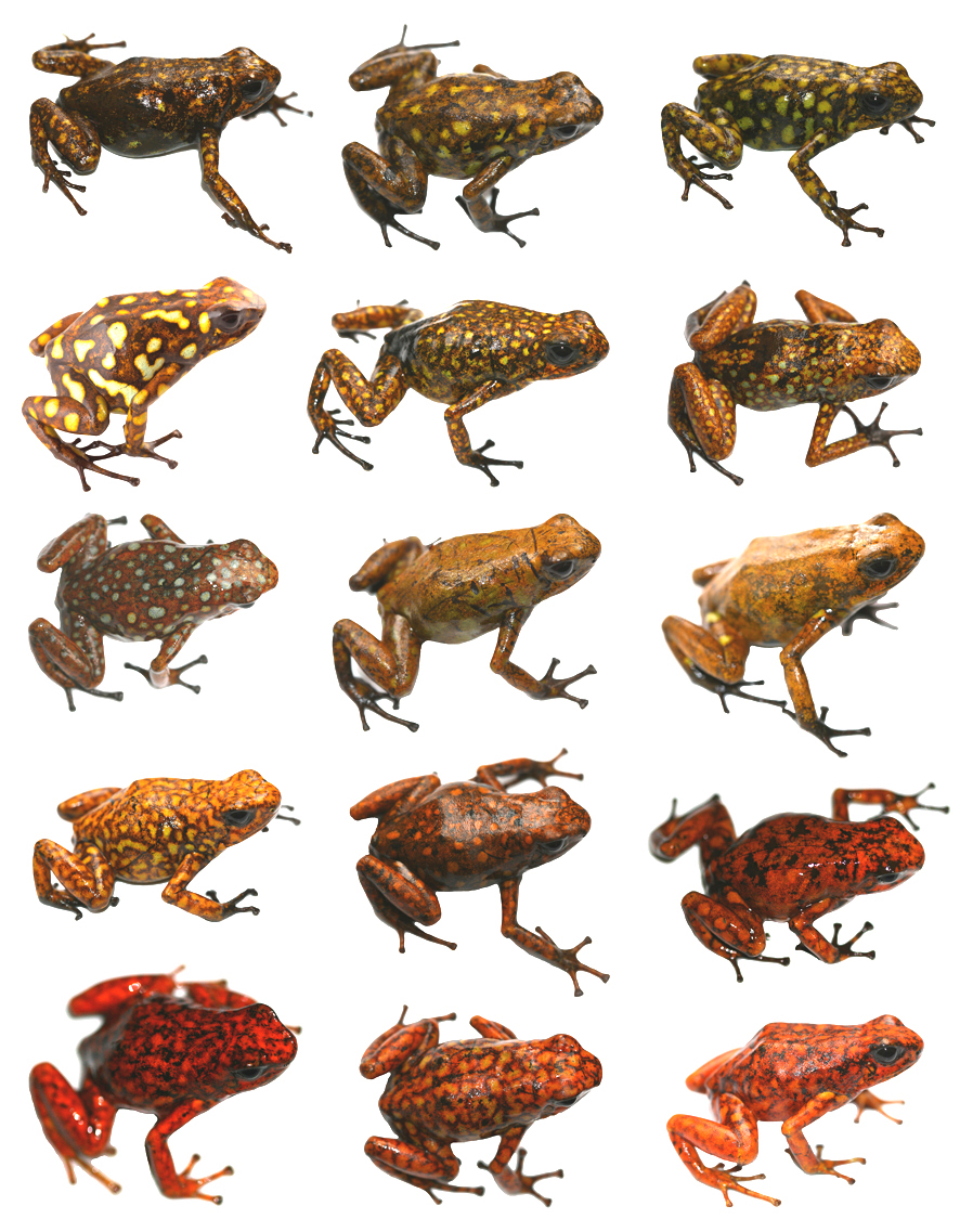 Natural Selection Variation And Adaptation Natural Selection Variation And Adaptation
