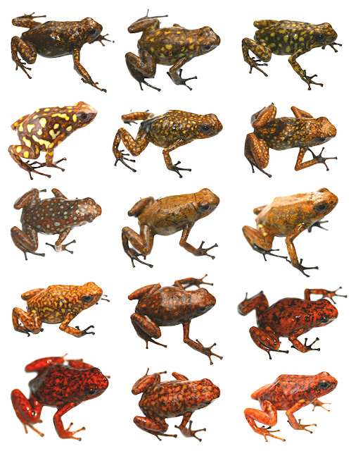 Natural Selection Variation Within Natural Selection Variation Within