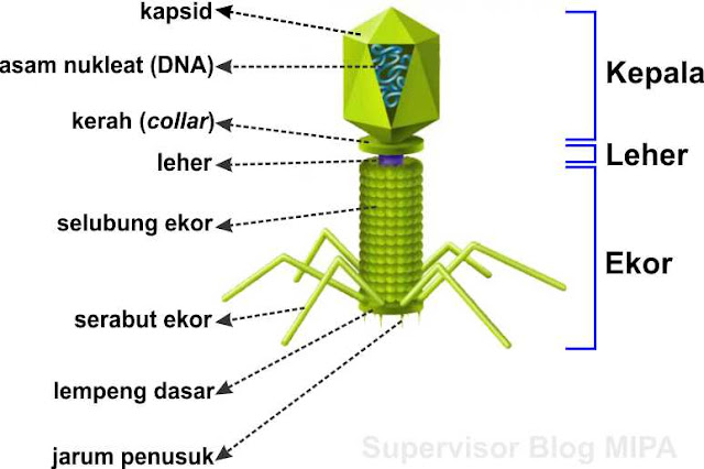bagian-bagian tubuh virus bakteriofage (bacteriofage) dan fungsinya
