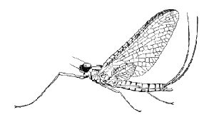 Ordo Ephemeroptera Ordo Ephemeroptera