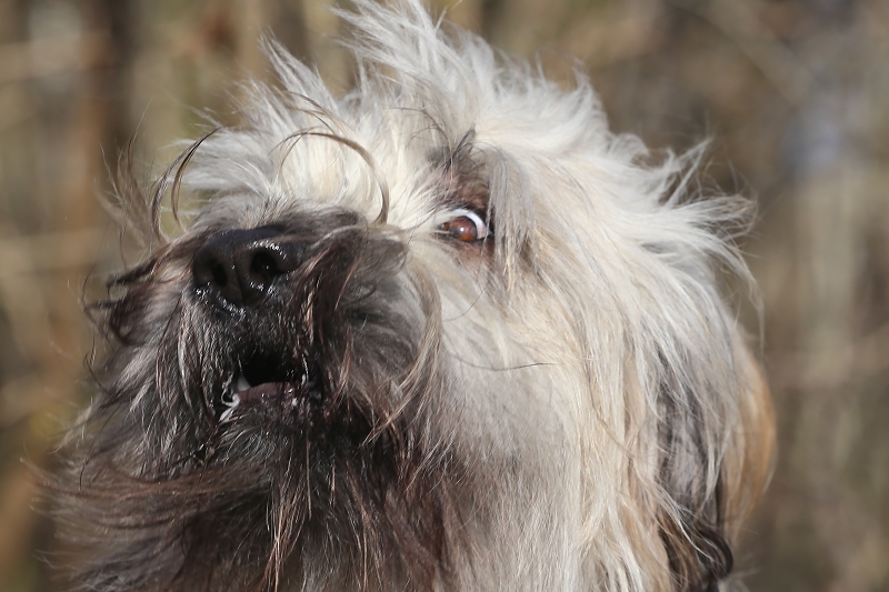 507. + 508. Tag Zwischen Mein Hund ist ein A… und ich bin ein