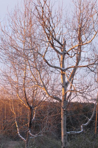 light on aspen