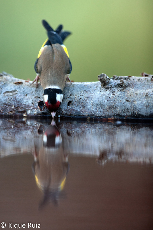 Naturaleza y Luz: Hide fotográfico, comedero y bebedero para aves (I)