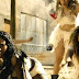 Fifth Harmony em clima pós-apocalíptico no videoclipe de "That's My Girl" 