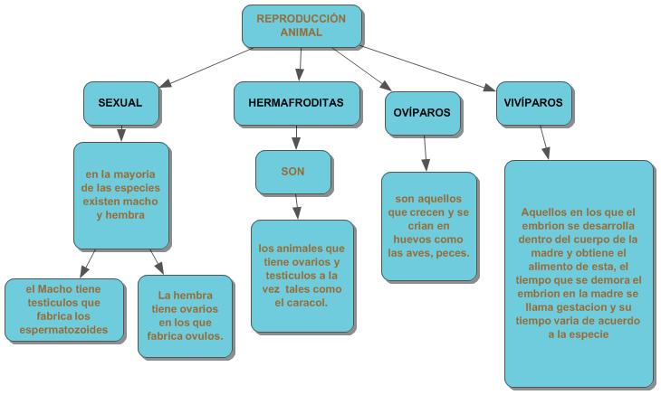 Clasificacion De Los Animales Segun Su Reproduccion Mapa Conceptual