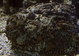 Stone Fish Ikan Mirip Karang yang memiliki racun Mematikan 