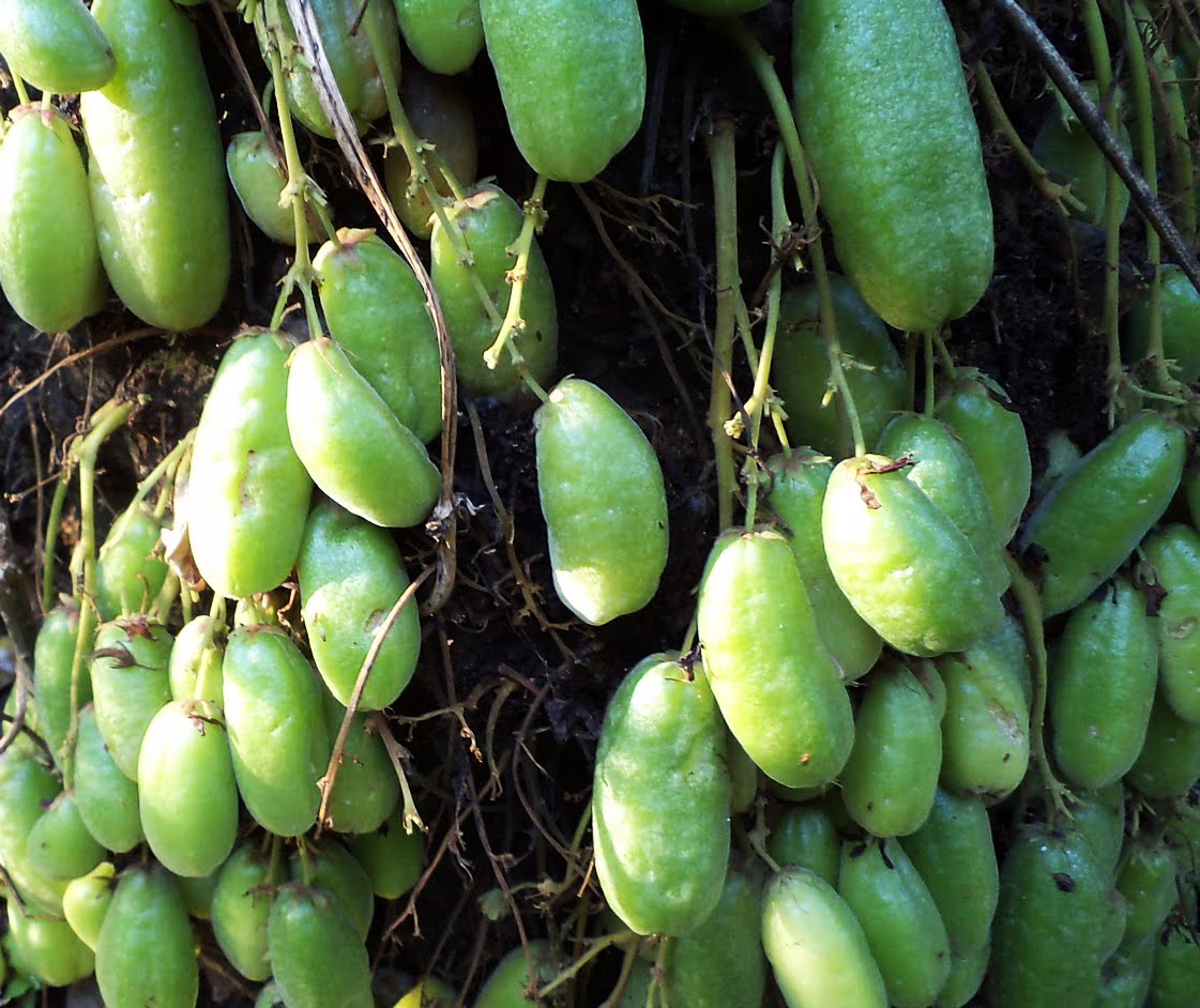 Mouthwatering Food Recipes 294) ALVATHI