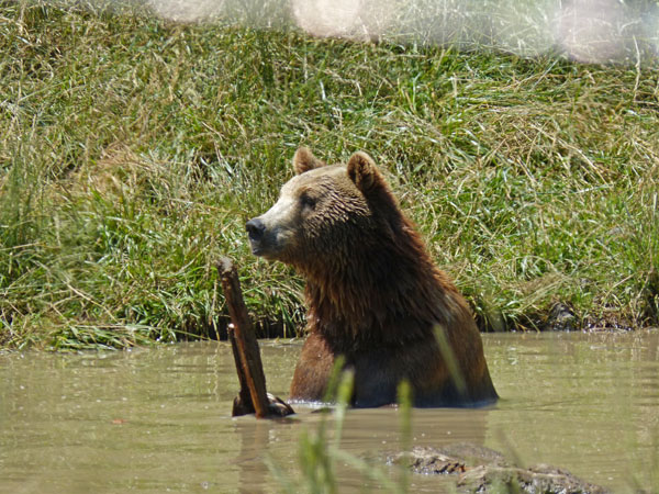 Going RV Way: Wildlife Safari, Winston Oregon
