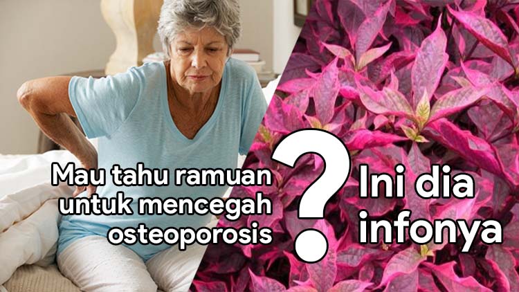 Meracik Susu Bayam Merah Untuk Mencegah Osteoporosis
