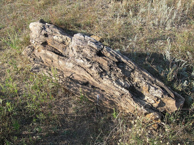 Дружковские окаменевшие деревья - самые старые в мире