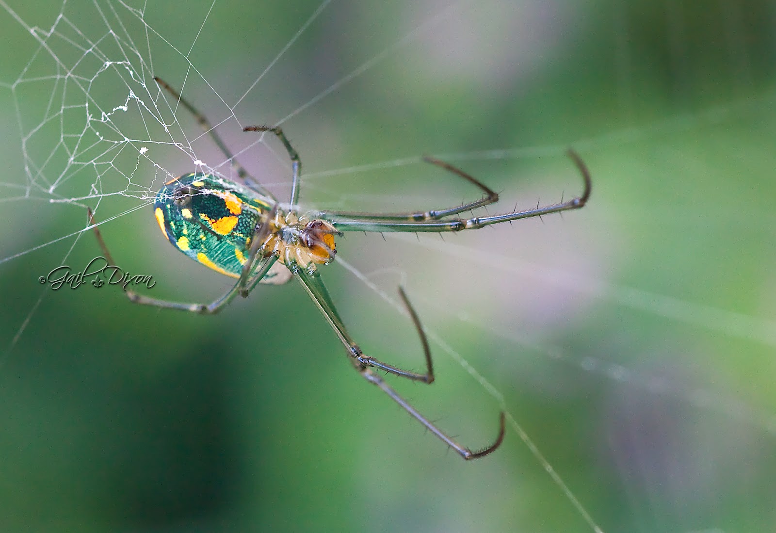 Louisiana Belle Venusta Orchard Spider