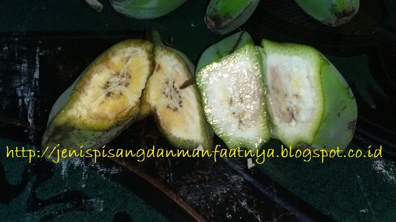 Gambar Perbedaan Pisang Kepok Merah Dan Pisang Kepok Putih Gambar Perbedaan Pisang Kepok Merah Dan Pisang Kepok Putih-Tips Membeli Pisang Kepok Merah Agar Tidak Keliru Dengan Pisang Kepok Putih