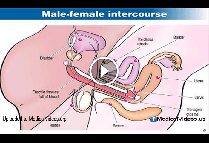 Womens Sexual Anatomy 108