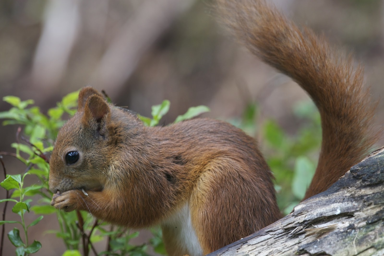 Naturfoto Einar Hugnes Ekorn I Aksjon Ved M rskjulet naturfoto-einar-hugnes-ekorn-i-aksjon-ved-m-rskjulet