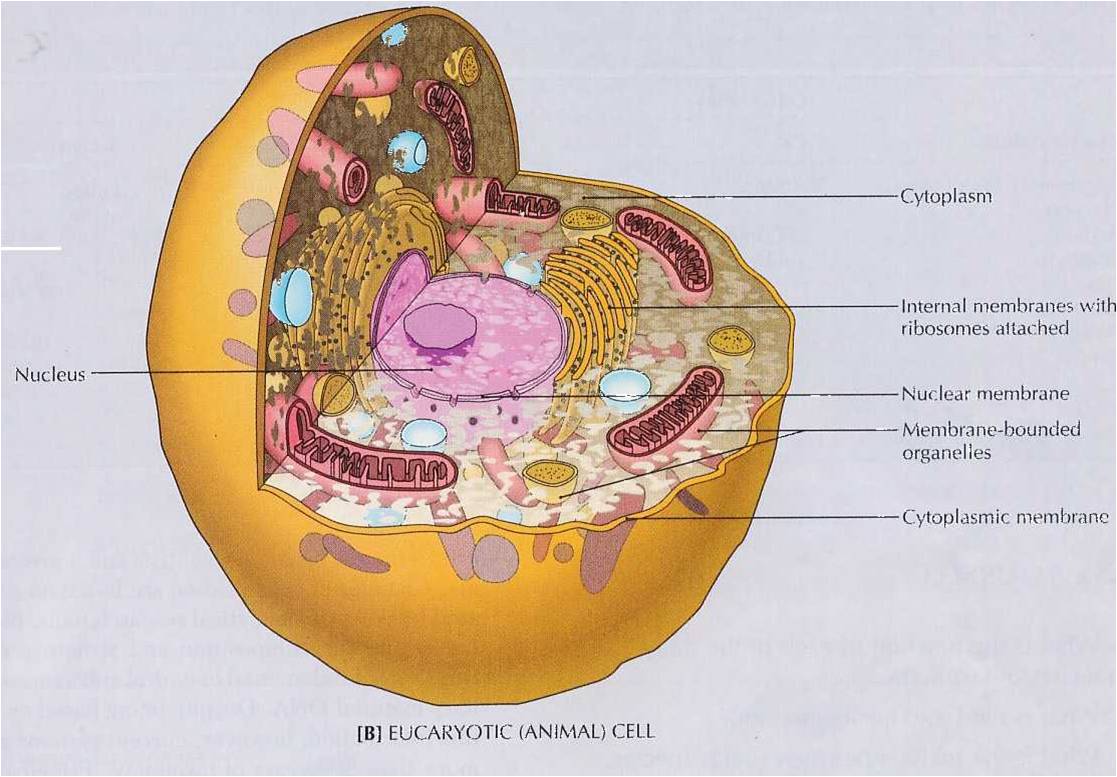 Struktur Sel Dan Fungsi Organel Organel Sel Ensikloblogia