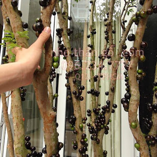 Nho Thân Gỗ Lâu Năm - 5