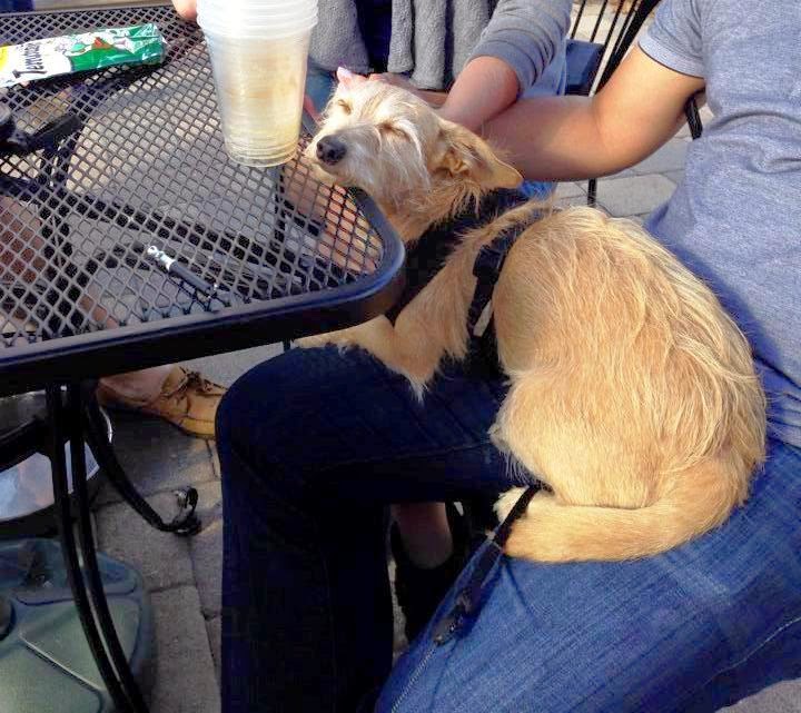 Dog Friendly Restaurants Downtown Indianapolis Dog Friendly Restaurants Downtown Indianapolis