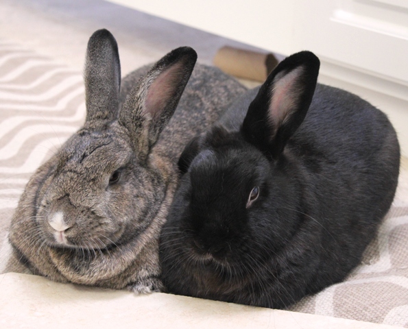 Tales from The Raspberry Rabbits: Happy Friday and a Sneaky Peaky