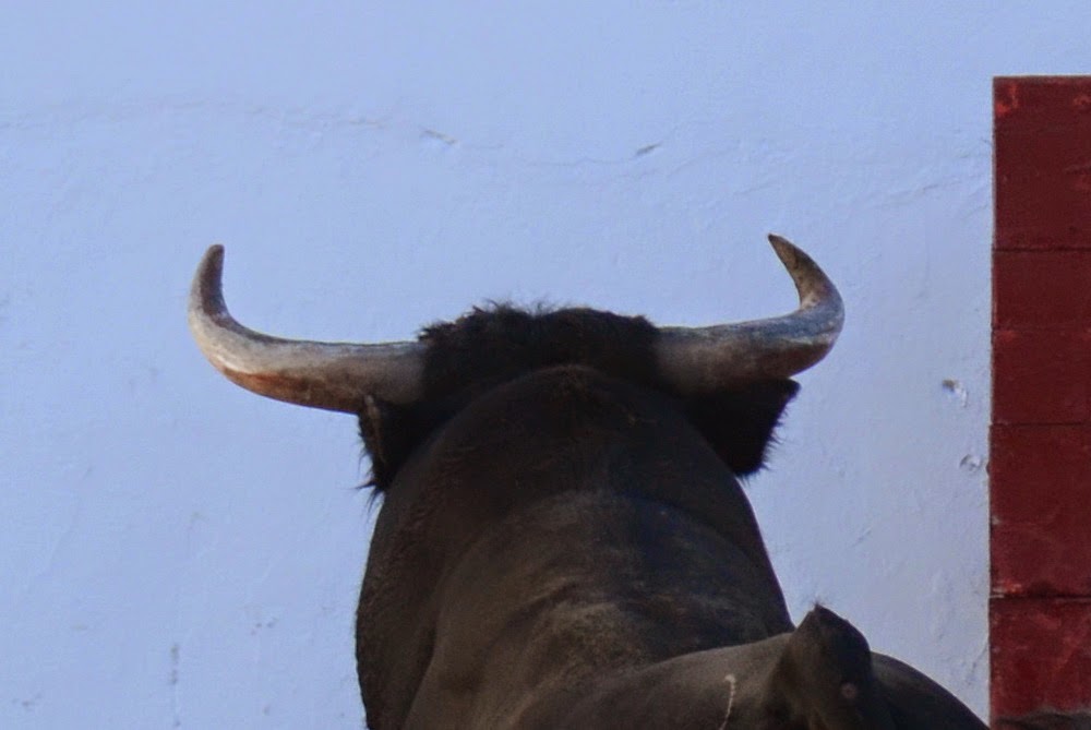 ambitotoros Sobre los pitones de los toros de Prieto de la Cal En Zalamea