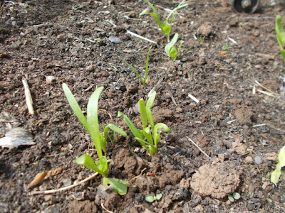 Spinach seedlings Sowing seeds outdoors 80 Minute Allotment Green Fingered Blog