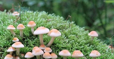 Peranan Jamur Menguntungkan Dan Merugikan Bagi Kehidupan Kampung Ilmu Artikel Motivasi Motivasi Belajar Materi Pelajaran Peranan Jamur Menguntungkan Dan Merugikan Bagi Kehidupan Kampung Ilmu Artikel Motivasi Motivasi Belajar Materi Pelajaran