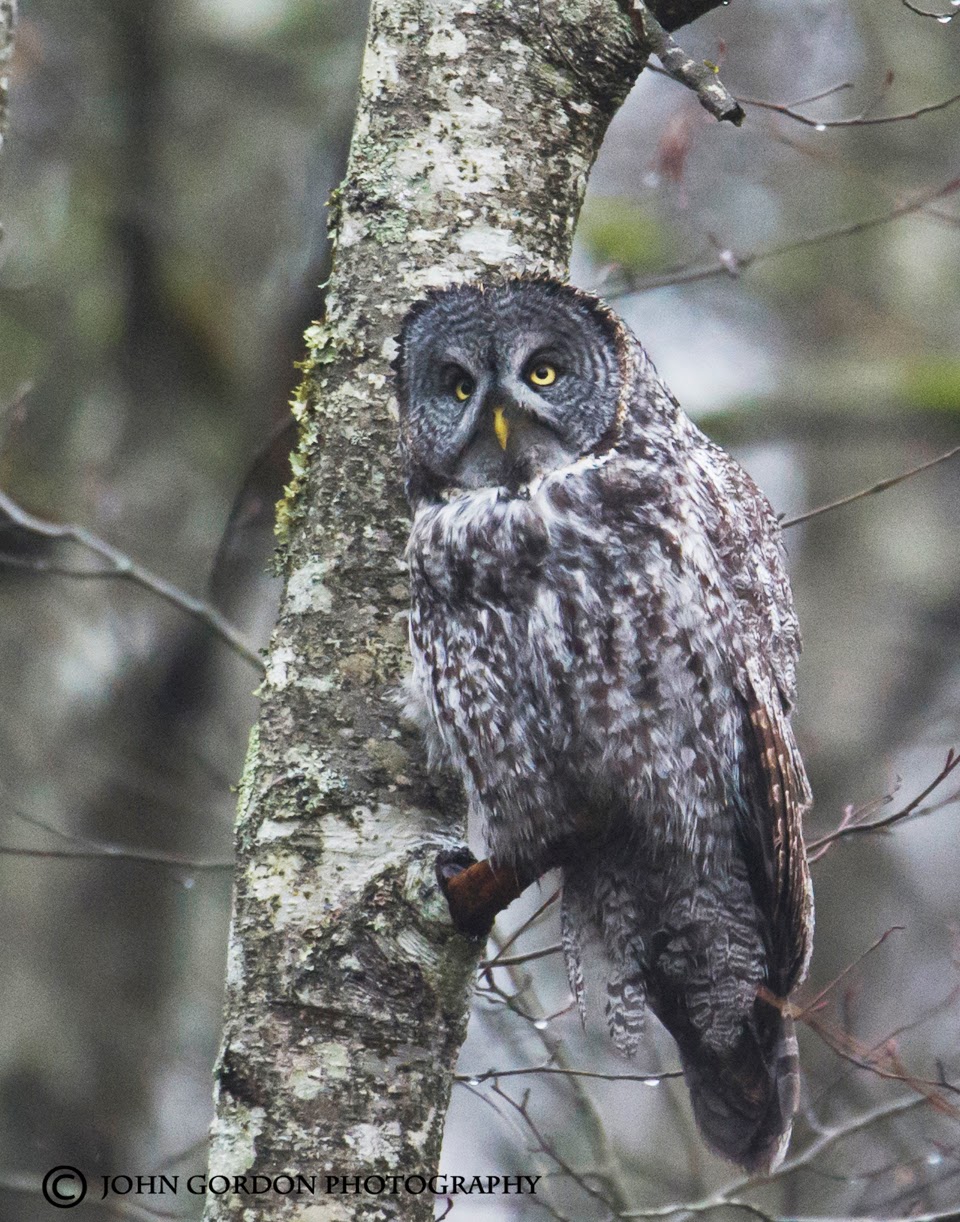 Twitch Owl Twitch Owl