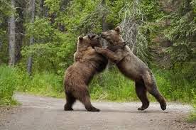 disneynature bears watch online free