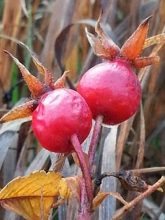 rose hip