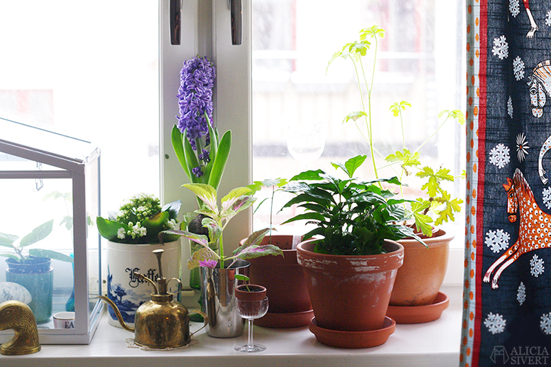 Plants, photo by Alicia Sivertsson.