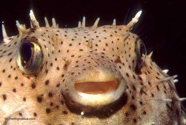 Spotted porcupinefish (Diodon hystrix)