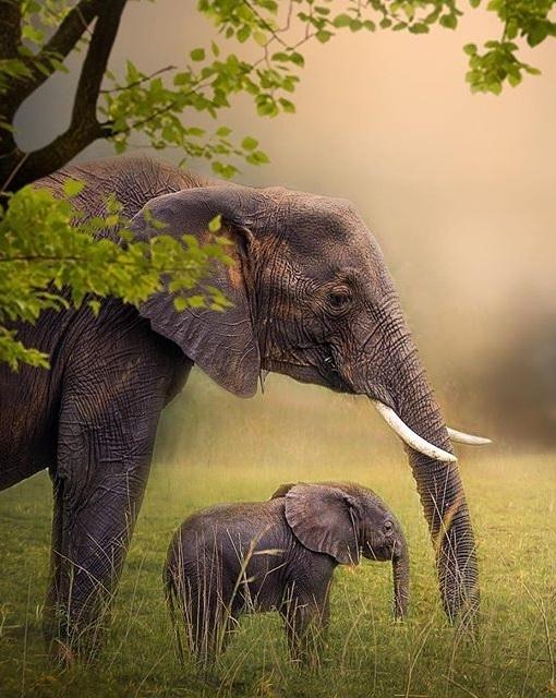 Elephant Mom and Baby