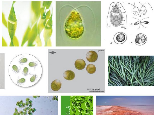 Jenis Fitoplankton Sebagai Pakan Alami Ikan - Rahasia Trik Mancing